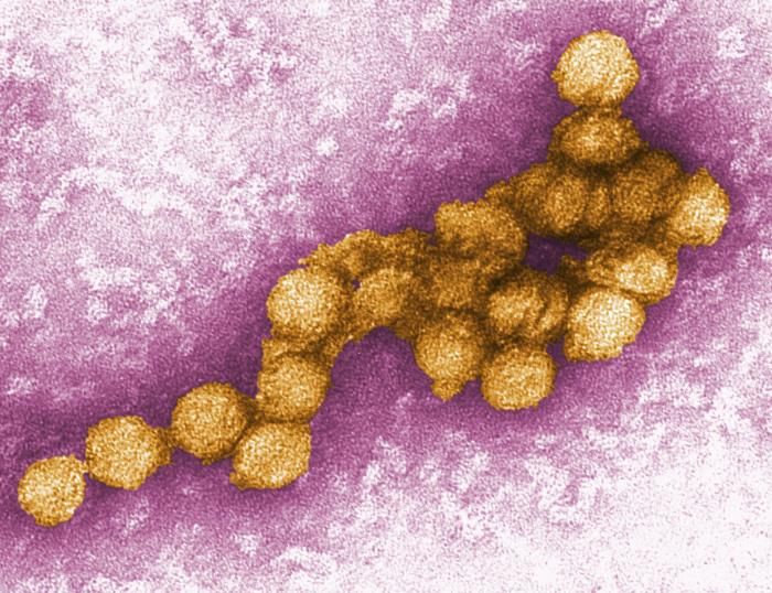 Le virus du Nil occidental bientôt placé sous surveillance en France